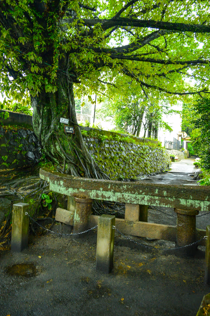 投稿写真：埋没鳥居