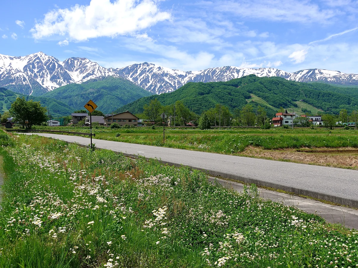 投稿写真：深緑と北アルプス白馬連峰