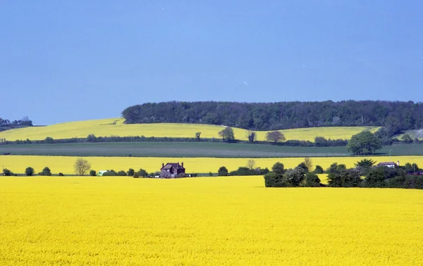 投稿：英国南東部の菜の花畑
