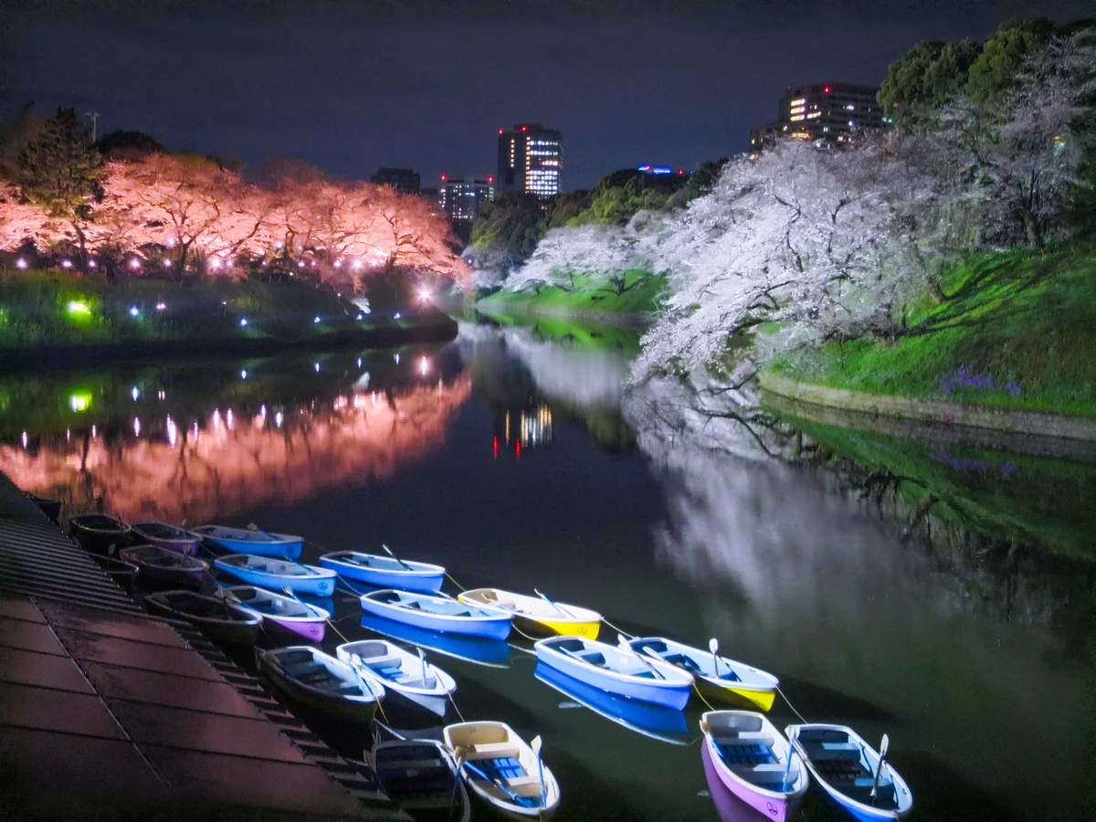 投稿写真：夜桜リフレクションとボート