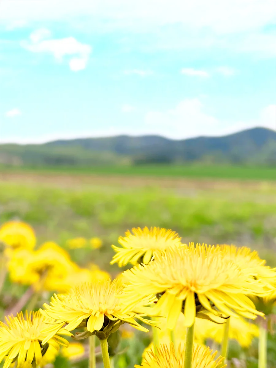 投稿写真：たんぽぽが主役