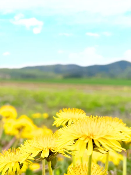 投稿：たんぽぽが主役