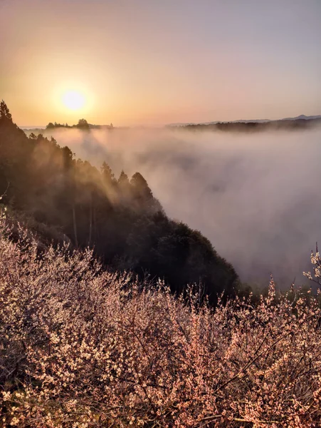 投稿：月ヶ瀬梅林