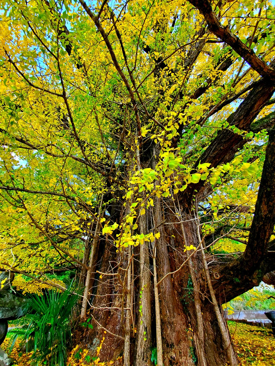 投稿写真：ちちこぶさん