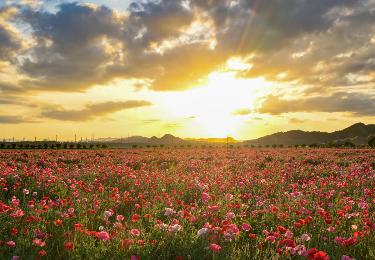 投稿写真：夕日のポピー