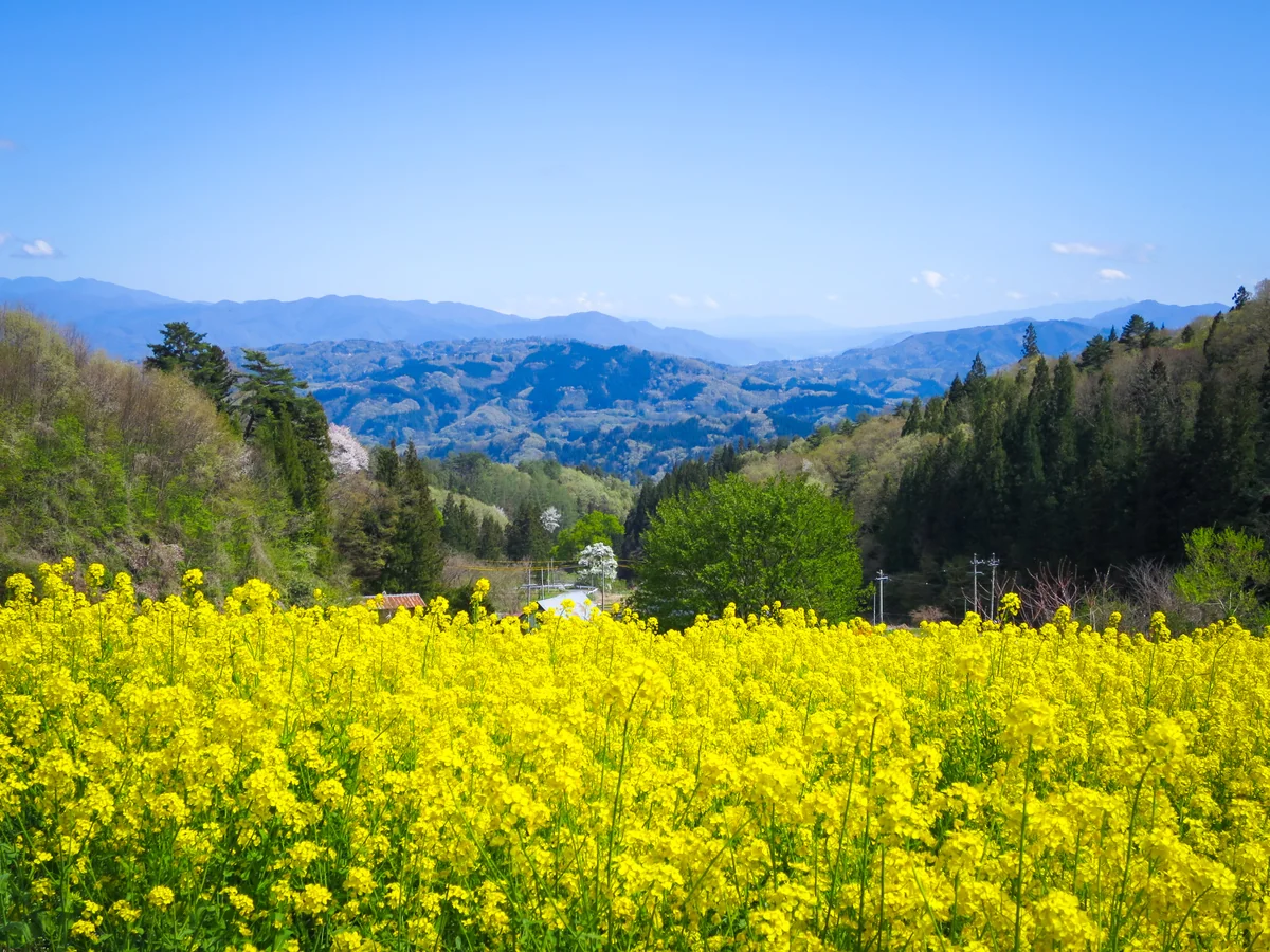 投稿写真：山里の菜の花