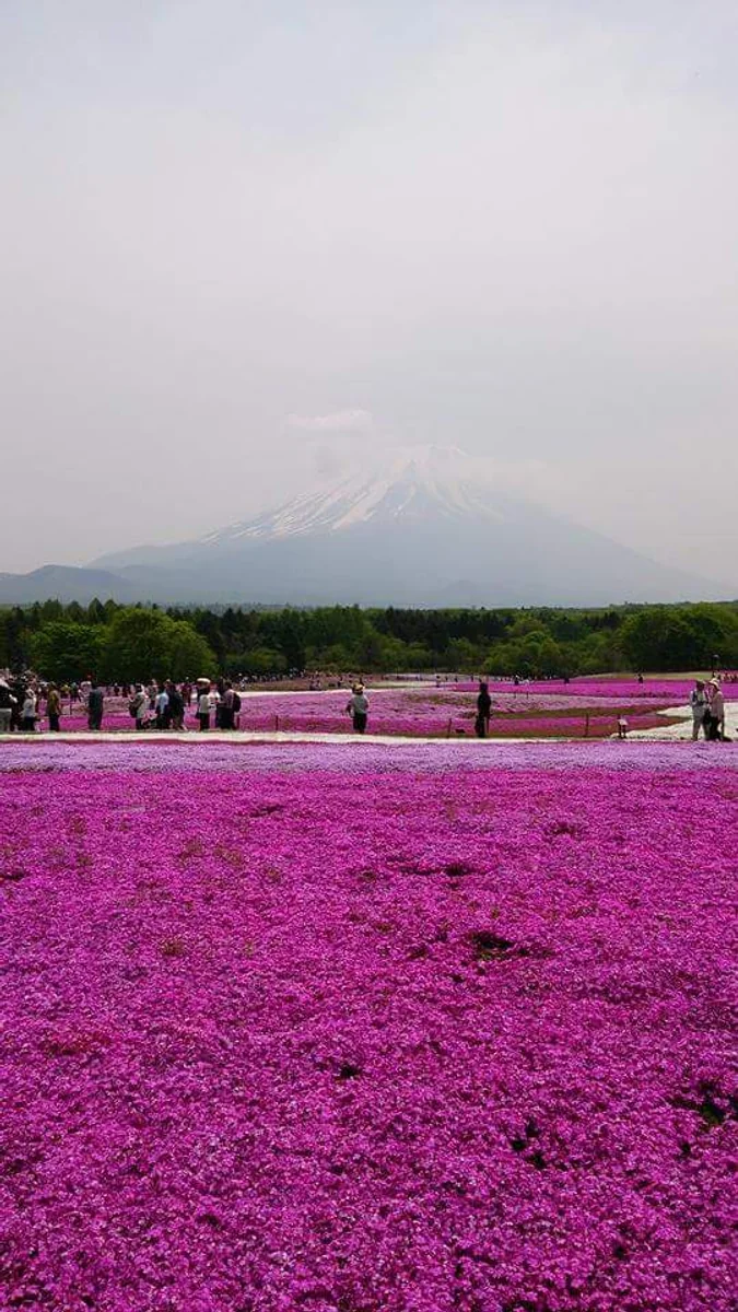 投稿写真：富士山と芝桜