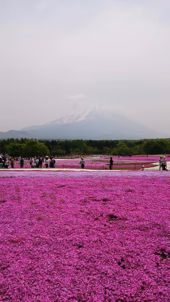 投稿：富士山と芝桜