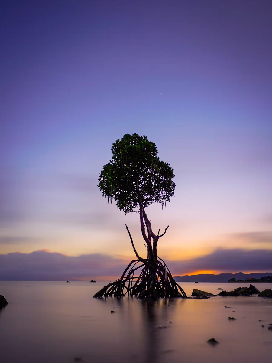 投稿写真：一本マングローブ