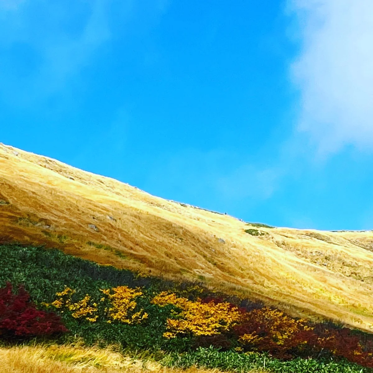 投稿写真：空と紅葉のコントラスト