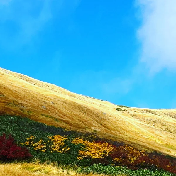 投稿：空と紅葉のコントラスト