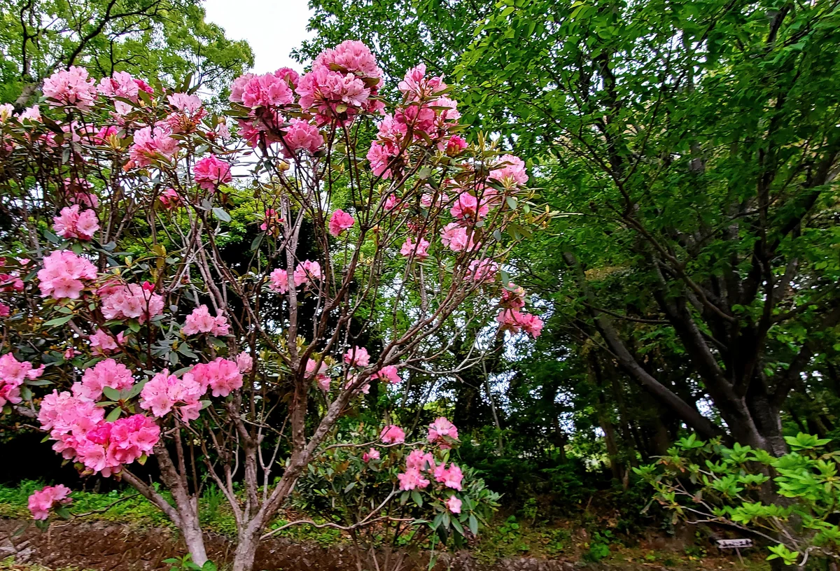 投稿写真：薔薇のような、牡丹のような石楠花