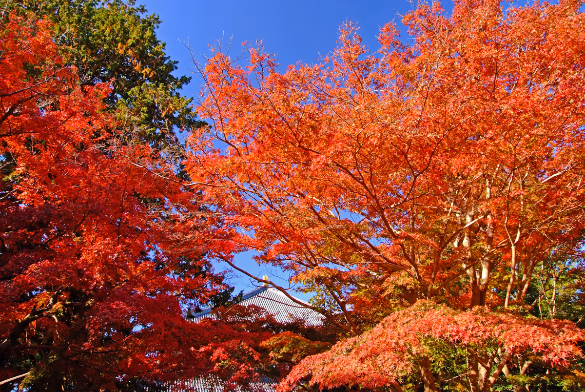 投稿写真：大仏おわす秋・奈良
