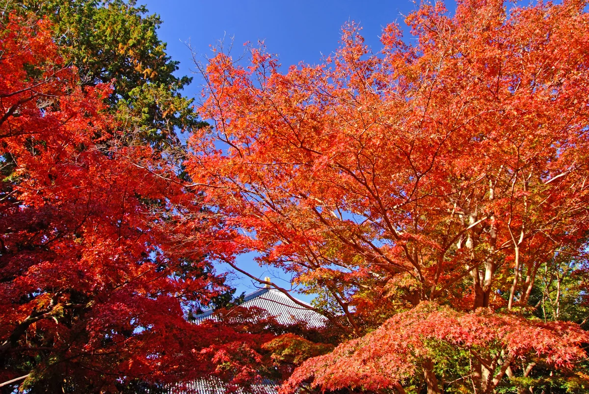 投稿写真：大仏おわす秋・奈良