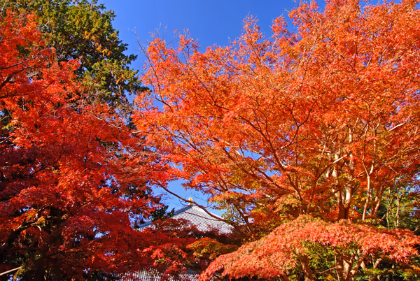 投稿：大仏おわす秋・奈良