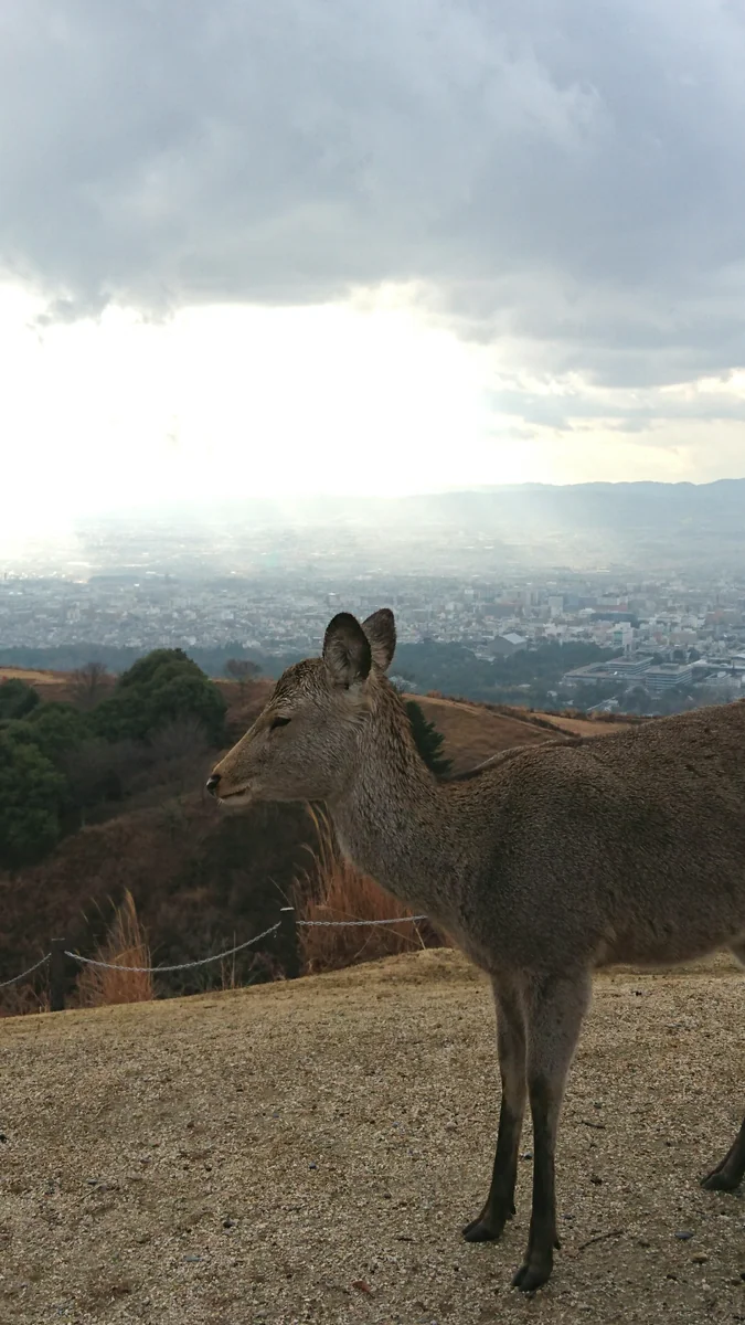 投稿写真：若草山と鹿