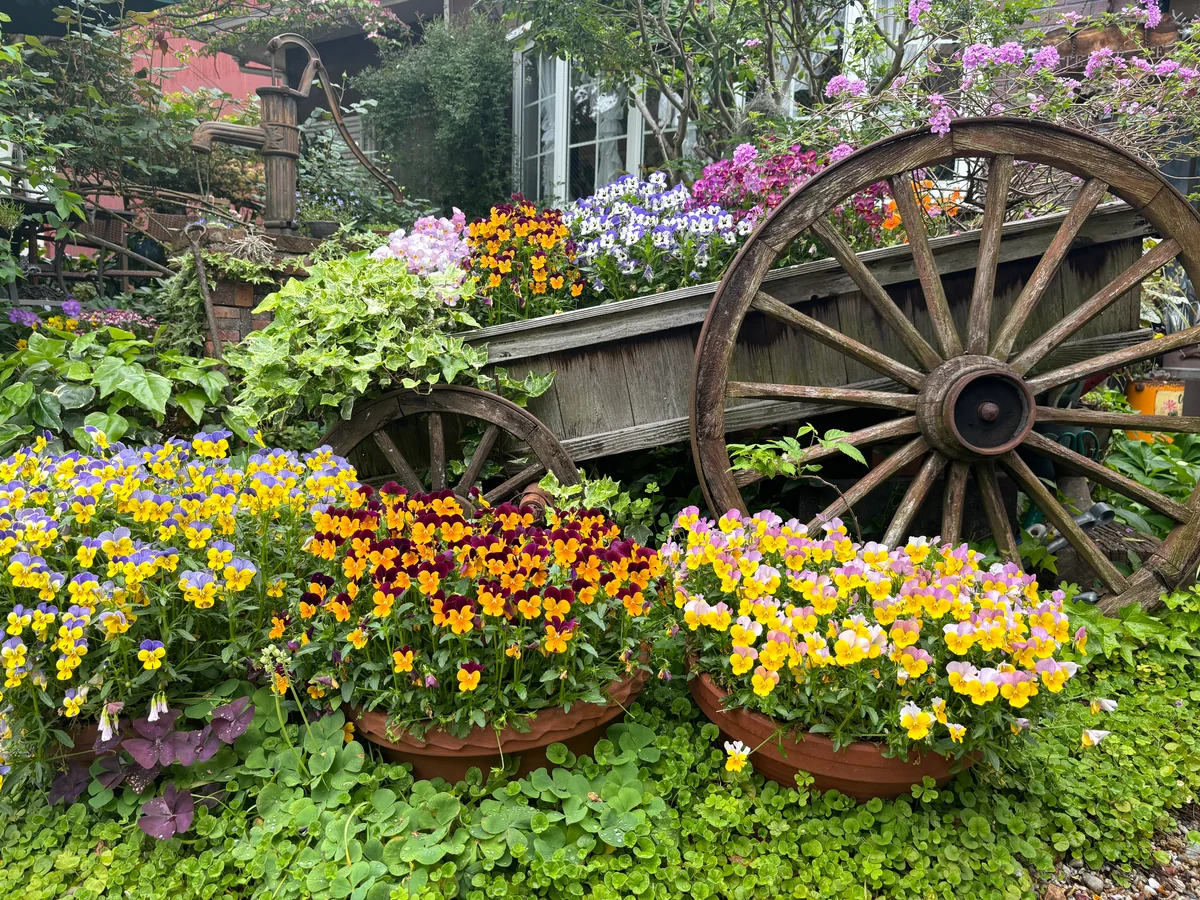 投稿写真：画伯の庭