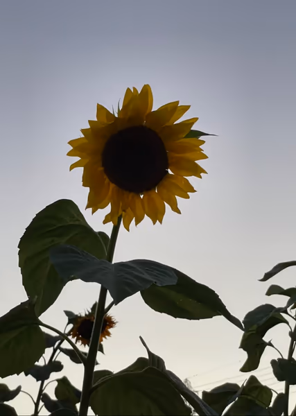 投稿：夏の終わり