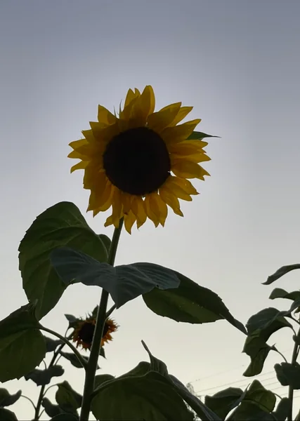 投稿：夏の終わり