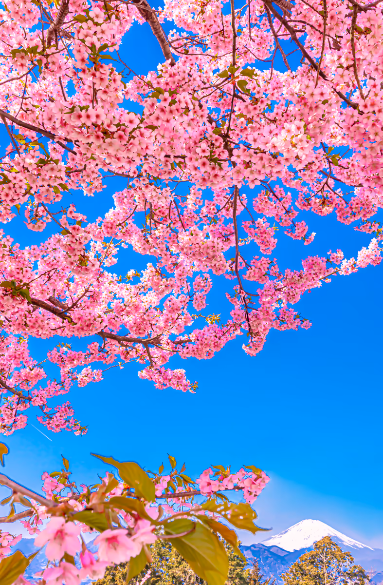 投稿写真：河津桜と富士山