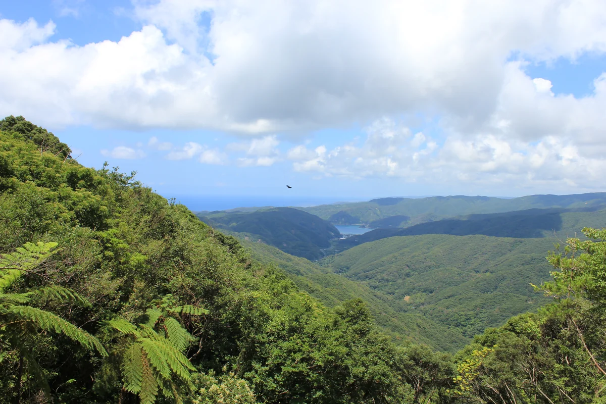 投稿写真：奄美大島