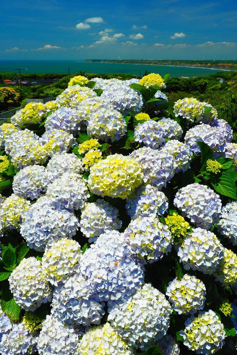 投稿写真：梅雨の凱晴と太平洋