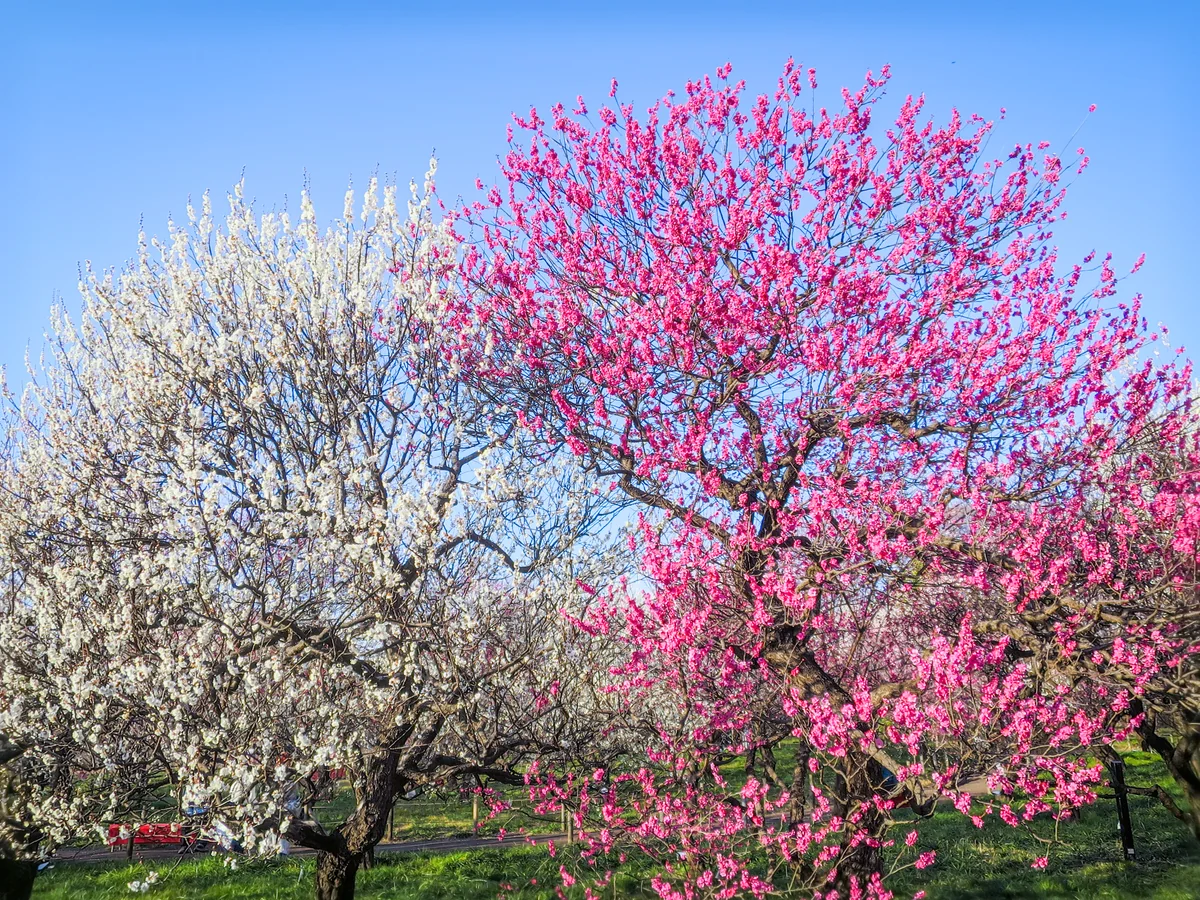 投稿写真：紅白梅③