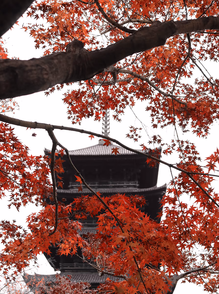 投稿写真：You-hi 東寺