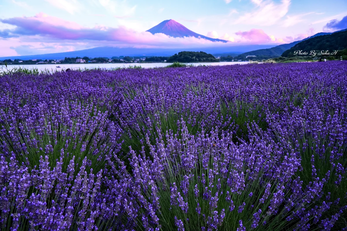 投稿写真：ラベンダーとちょこっと赤富士