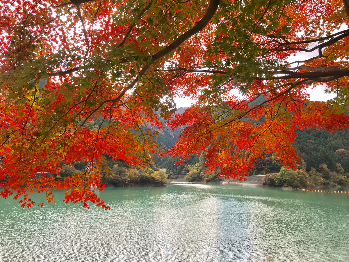 投稿写真：紅葉グラデーション