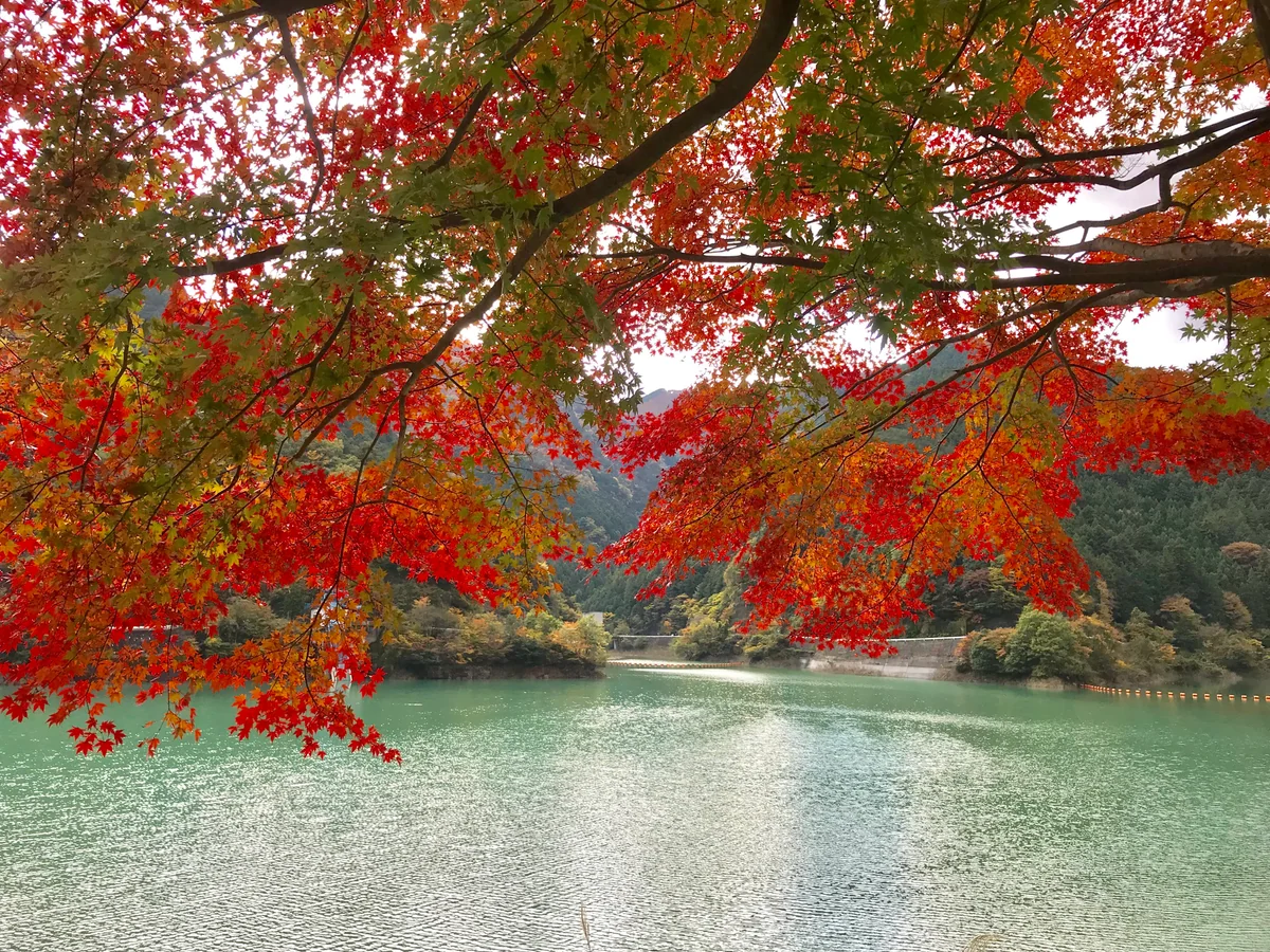 投稿写真：紅葉グラデーション