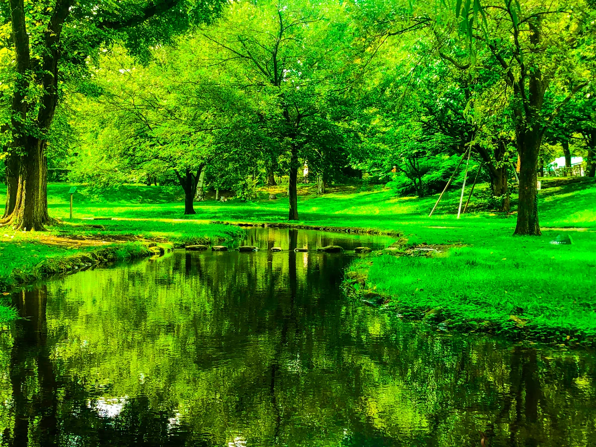 投稿写真：都会の中の自然