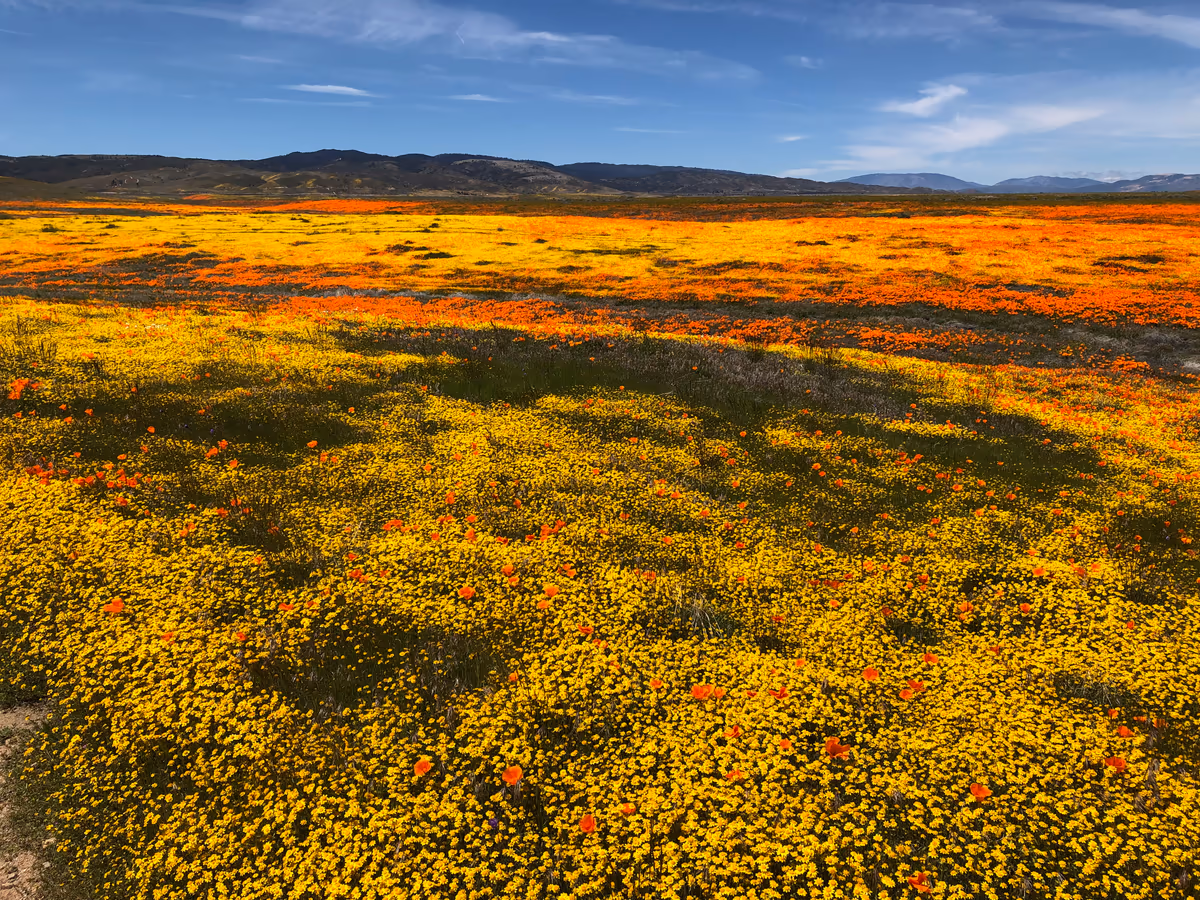 投稿写真：カリフォルニア・ゴールドフィールドの花の海