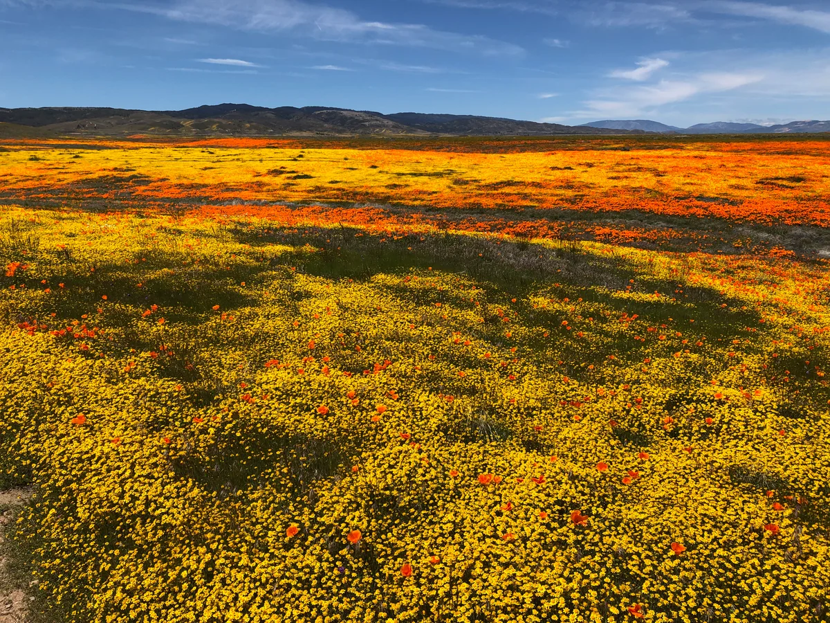 投稿写真：カリフォルニア・ゴールドフィールドの花の海