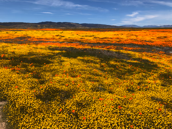 投稿：カリフォルニア・ゴールドフィールドの花の海