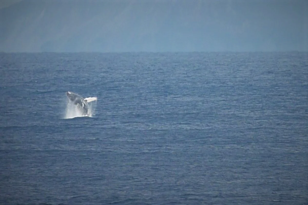 投稿写真：カフェから見えるクジラ