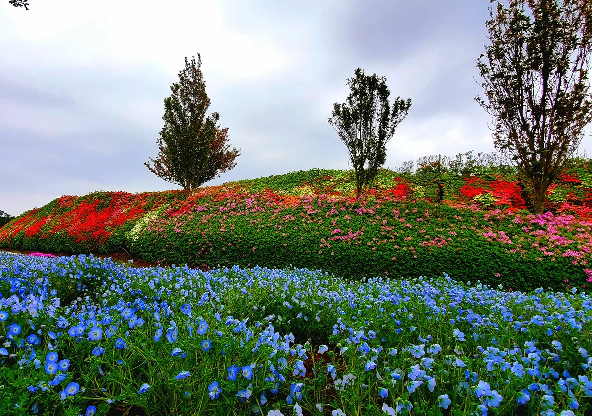 投稿写真：ネモフィラとつつじ
