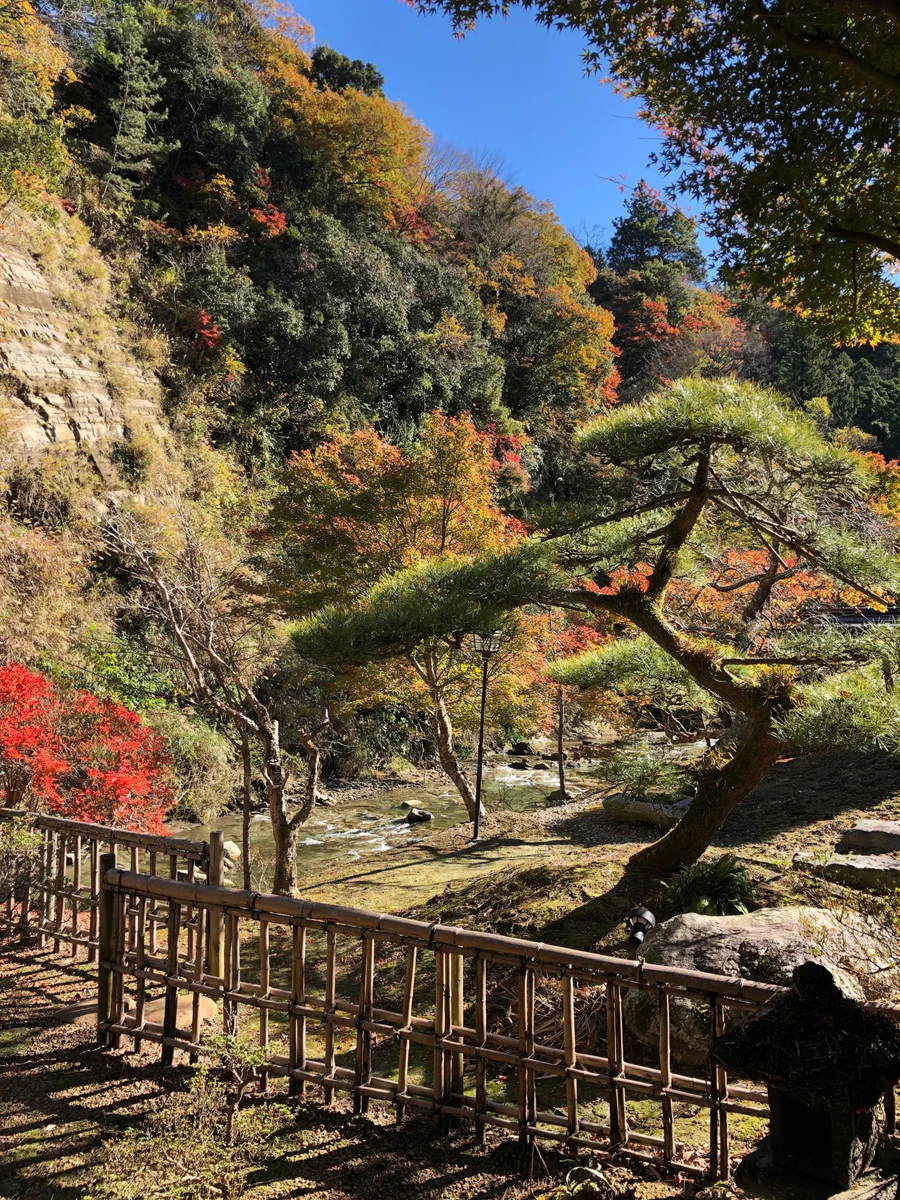 投稿写真：川と紅葉