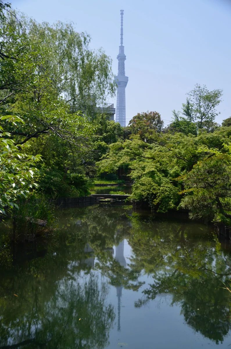 投稿写真：初夏　スカイツリー