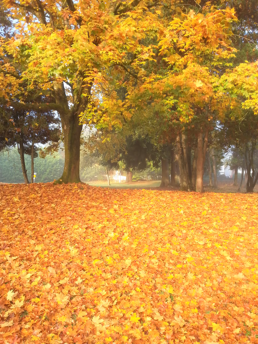 投稿写真：Autumn color