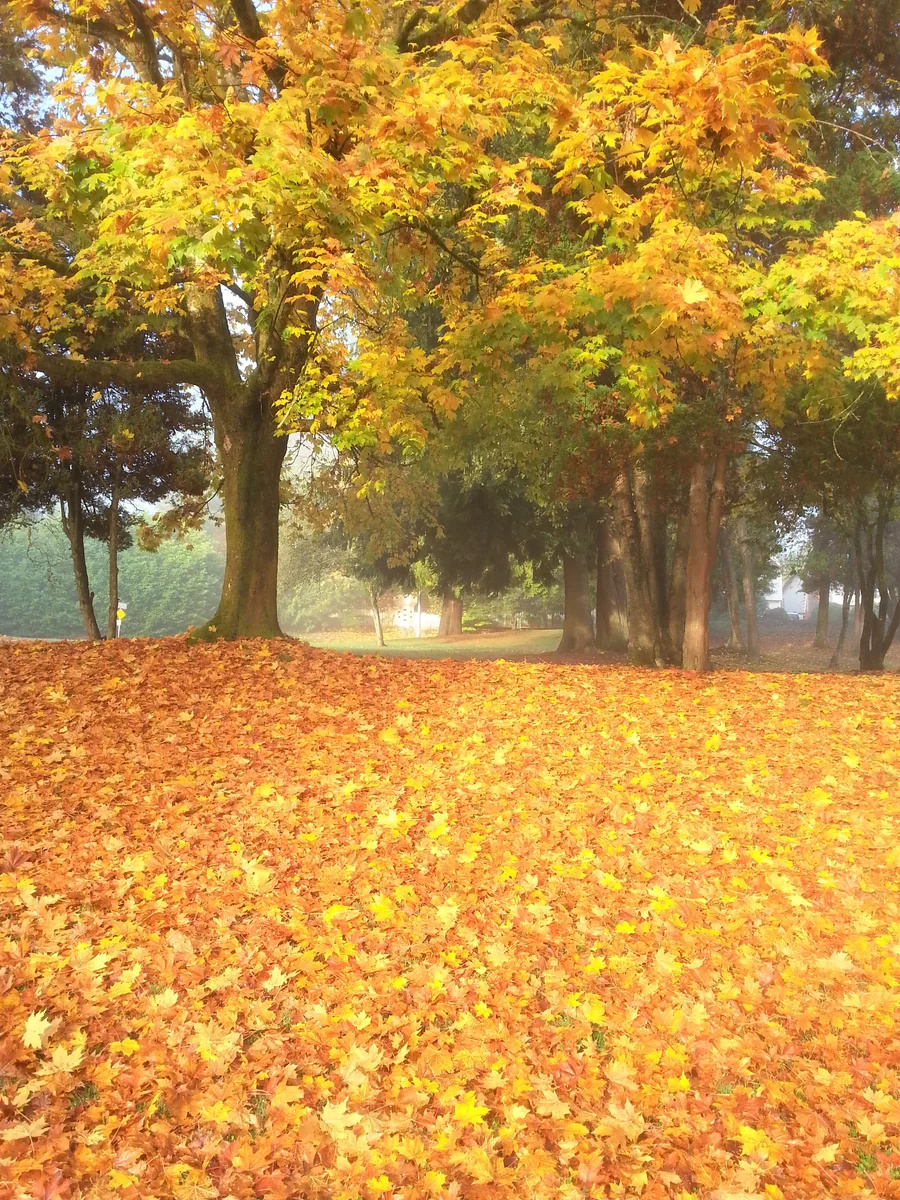 投稿写真：Autumn color