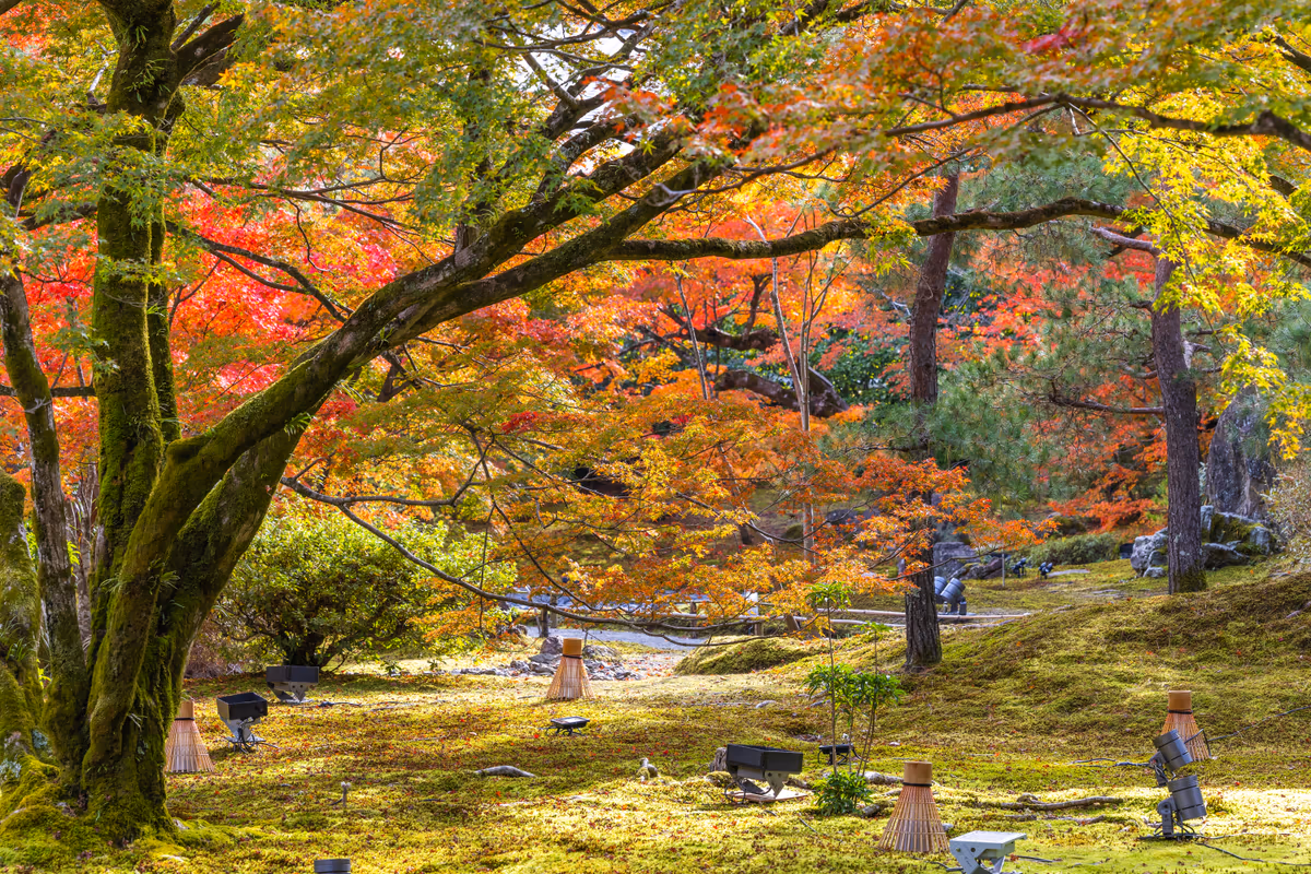 投稿写真：紅葉と苔の饗宴