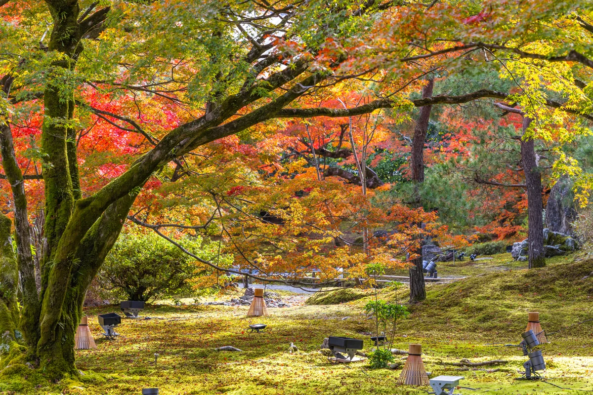 投稿写真：紅葉と苔の饗宴