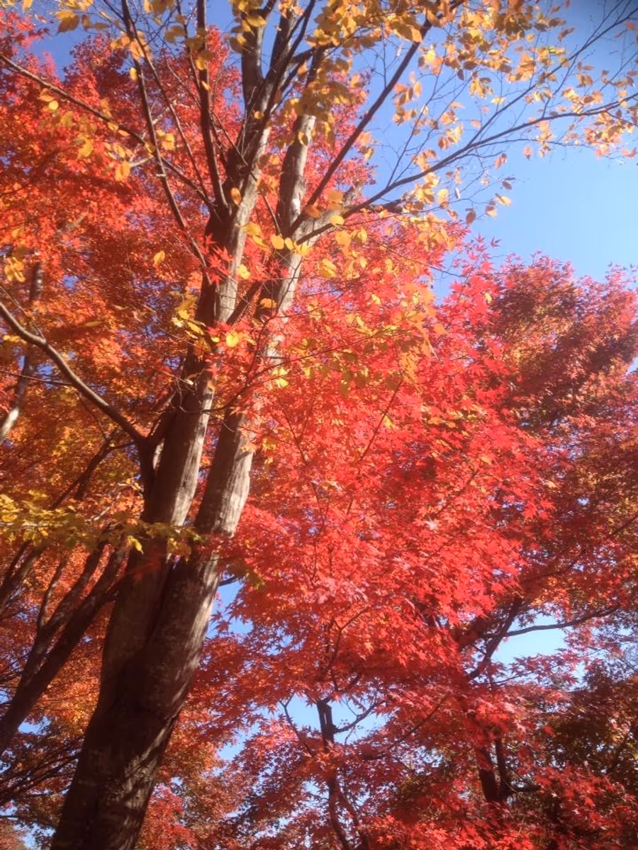 投稿写真：百蔵山付近の紅葉