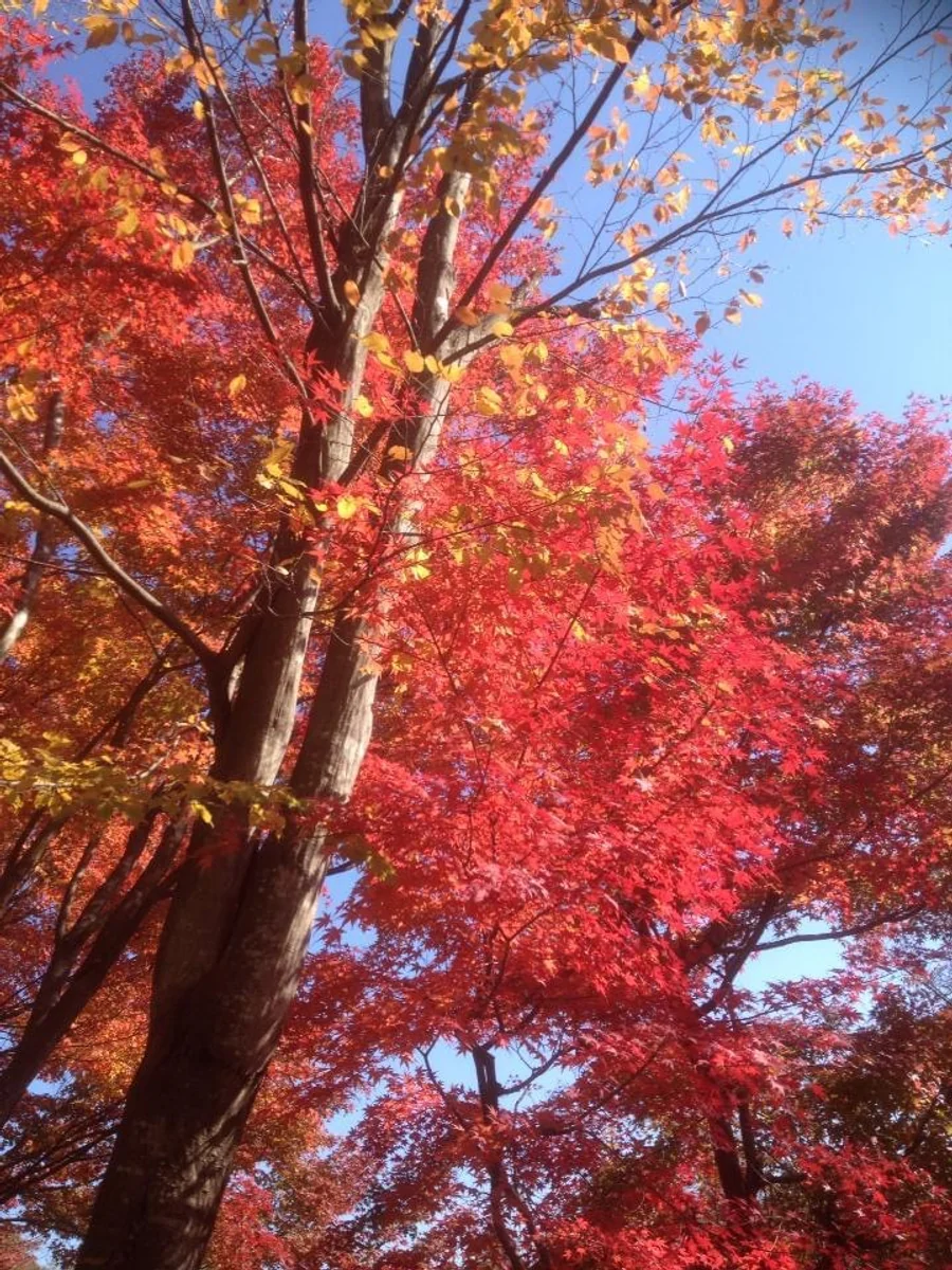 投稿写真：百蔵山付近の紅葉