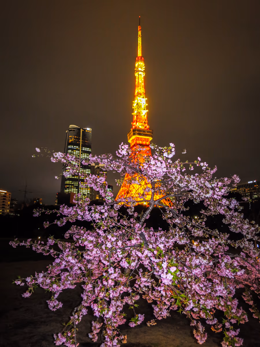 投稿写真：河津桜と東京タワー②