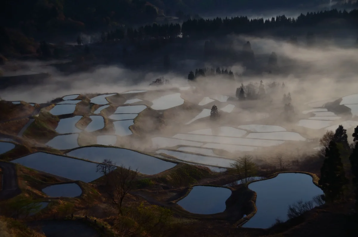 投稿写真：霧の中の棚田