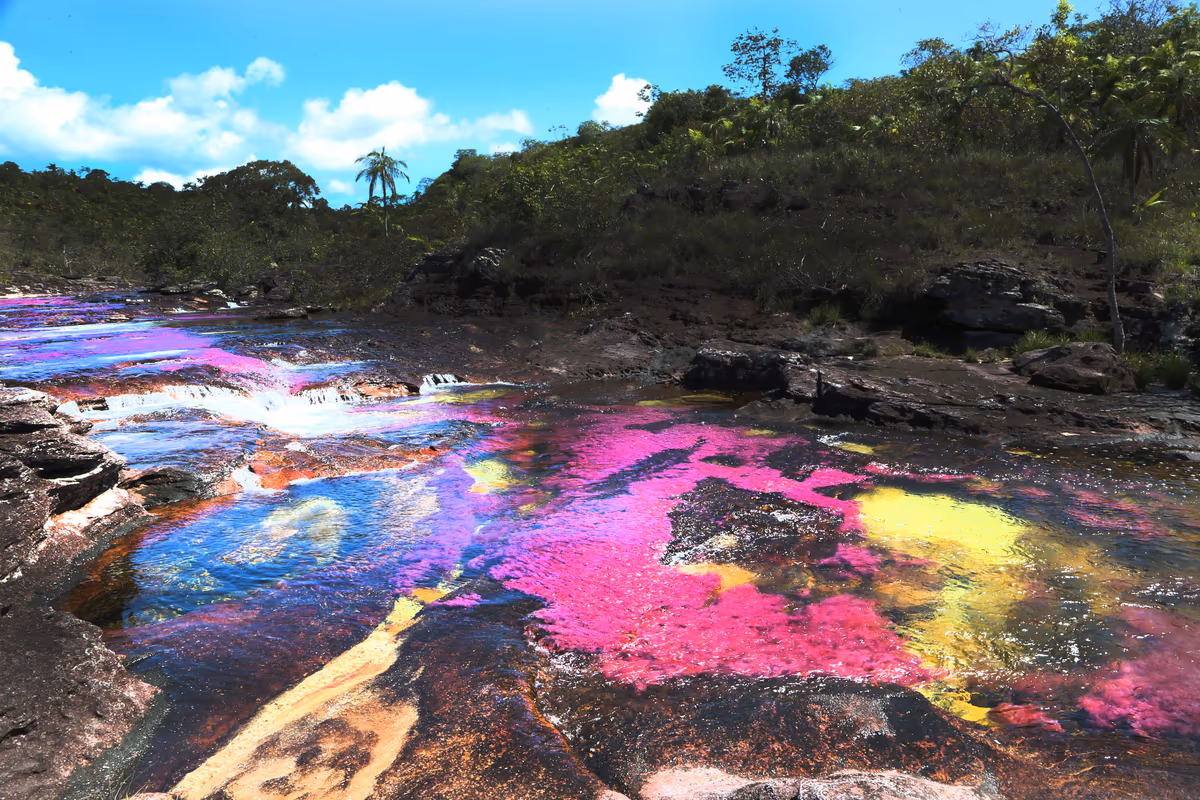 投稿写真：Caño Cristales