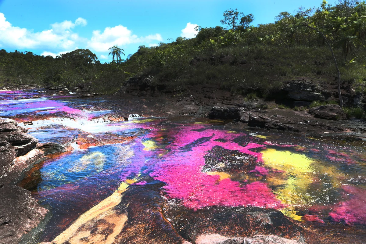 投稿写真：Caño Cristales