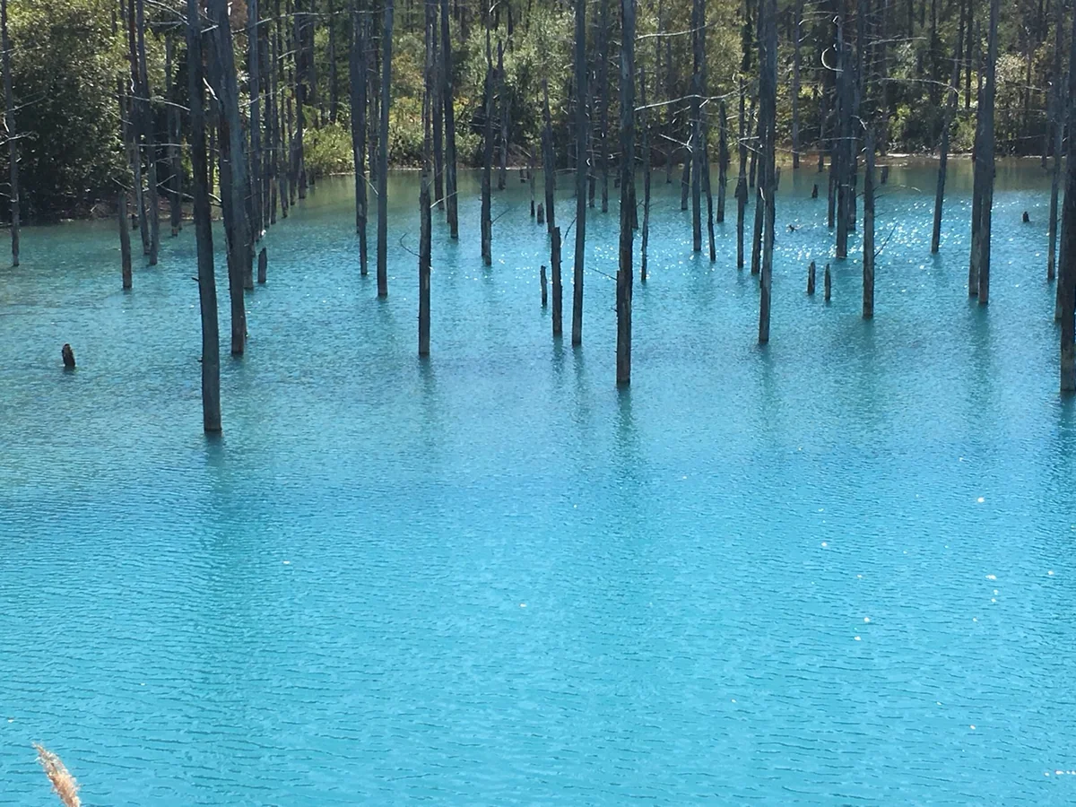 投稿写真：青い池